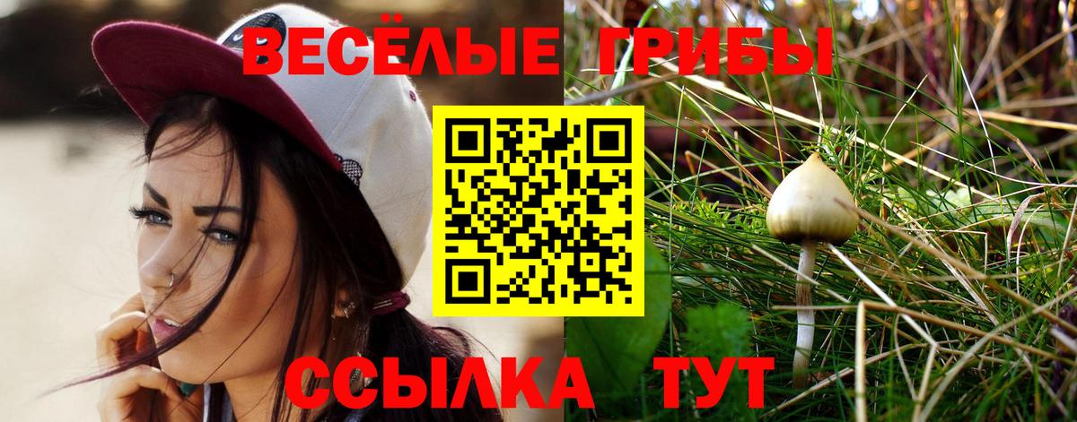 Галлюциногенные грибы Psilocybe  сколько стоит  Кировск  Вход с VPN  Галлюциногенные грибы Magic Shrooms 